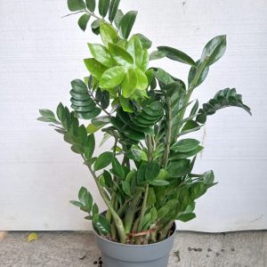 zamioculcas zamiifolia