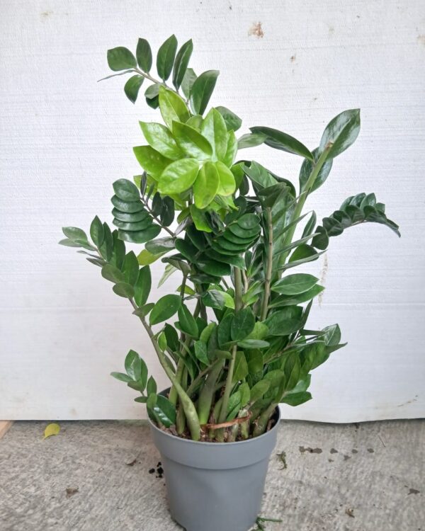 Zamioculcas zamiifolia
