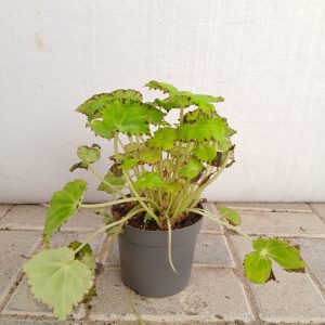 Begonia masoniana