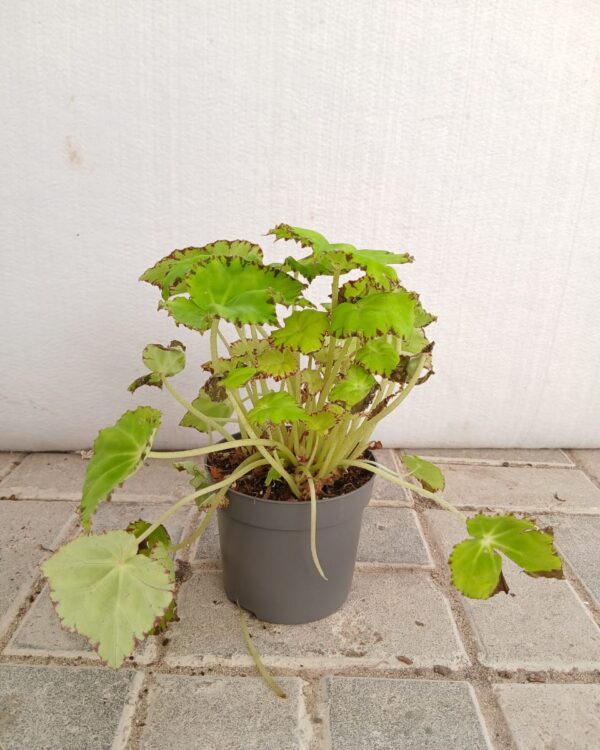 Begonia masoniana