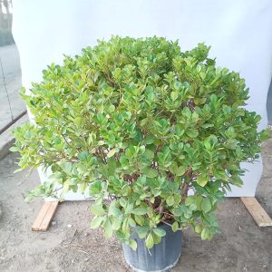 Ficus Panda
