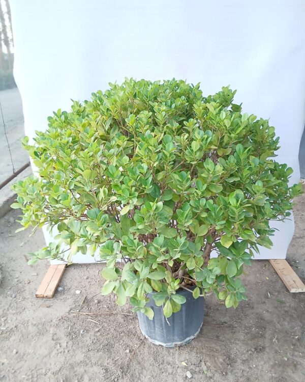 Ficus Panda