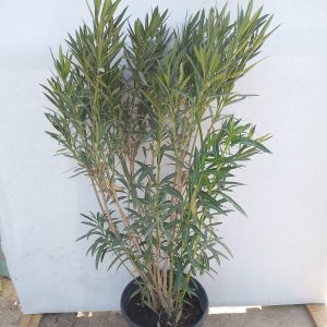 Nerium oleander