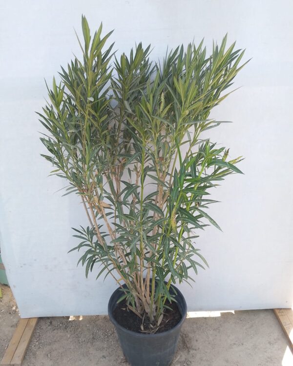 Nerium oleander