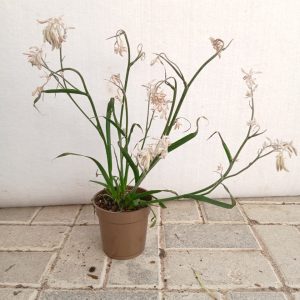 Anigozanthos flavidus