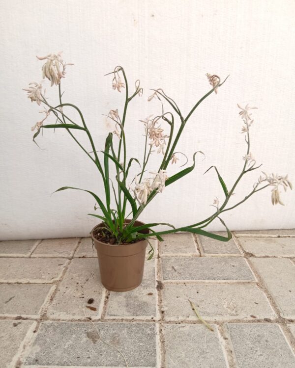 Anigozanthos flavidus