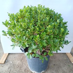 Ficus Panda