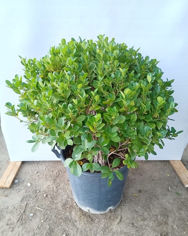 Ficus Panda