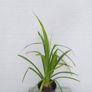 Pandanus amaryllifolius