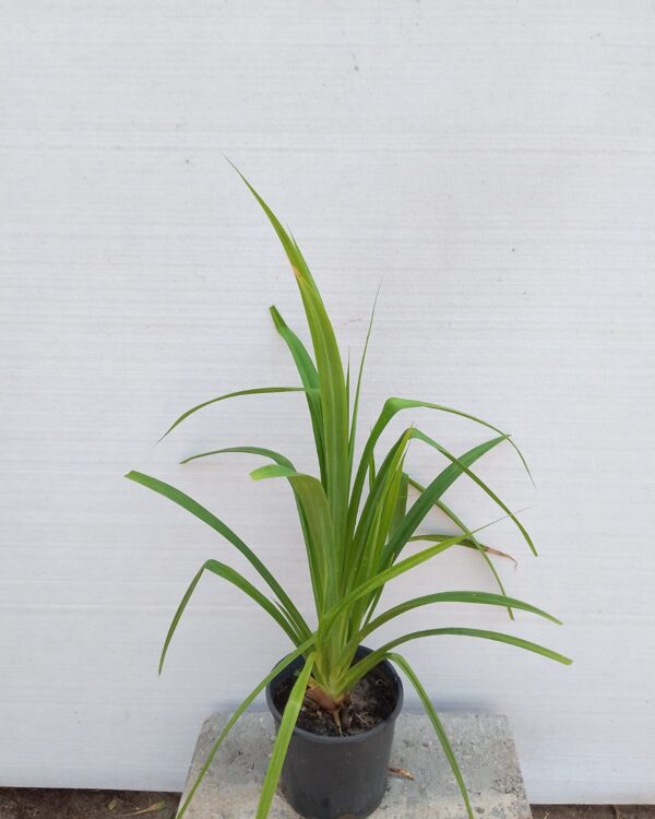 Pandanus amaryllifolius