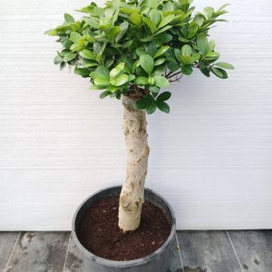 Ficus Panda