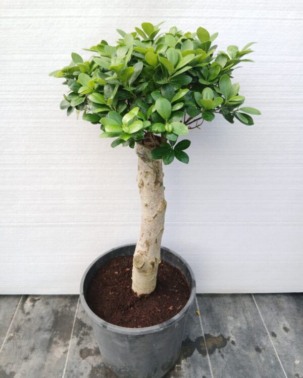 Ficus Panda