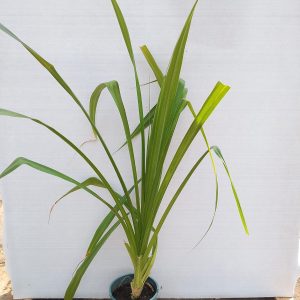 Pandanus amaryllifolius