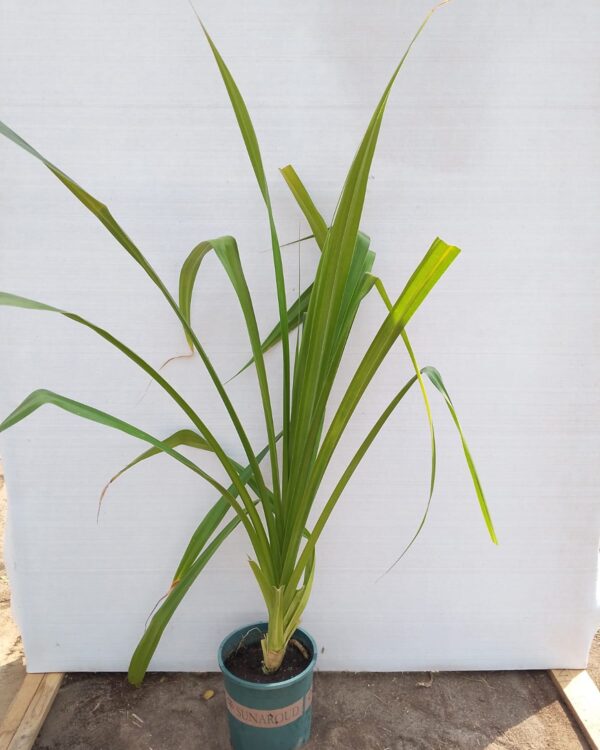 Pandanus amaryllifolius