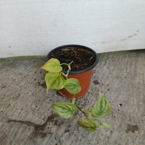 Scindapsus pictus
