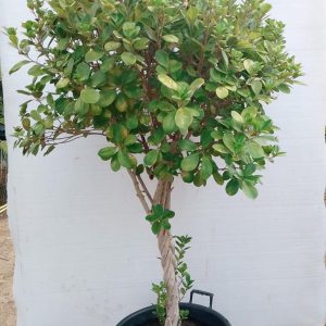 Ficus Panda