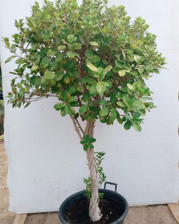 Ficus Panda