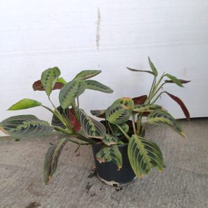 Maranta leuconeura