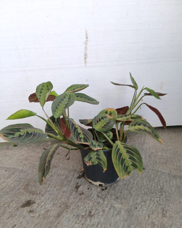 Maranta leuconeura