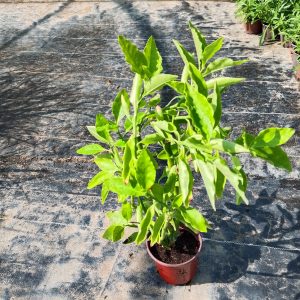 Pedilanthus tithymaloides