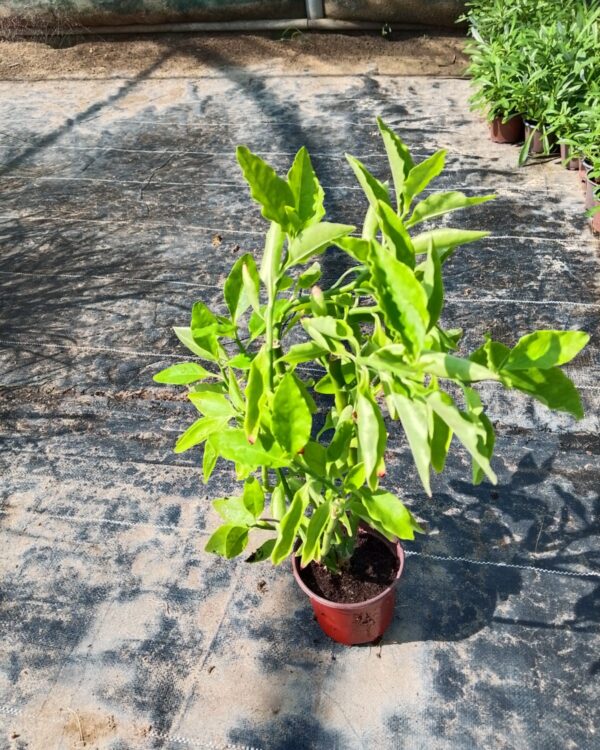 Adenium obesum