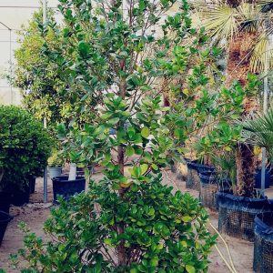Ficus Panda