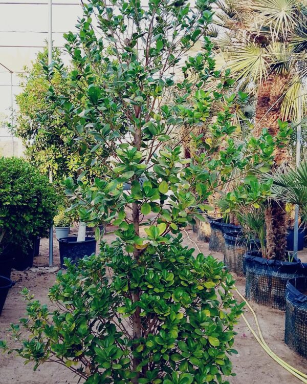 Ficus Panda