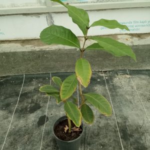 Petrea volubilis