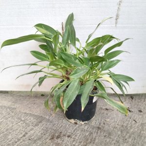 Philodendron Green fatboy