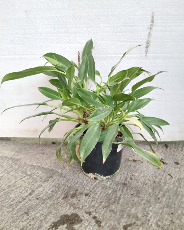 Philodendron Green fatboy