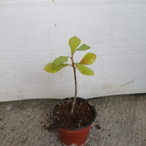 Euphorbia umbellata