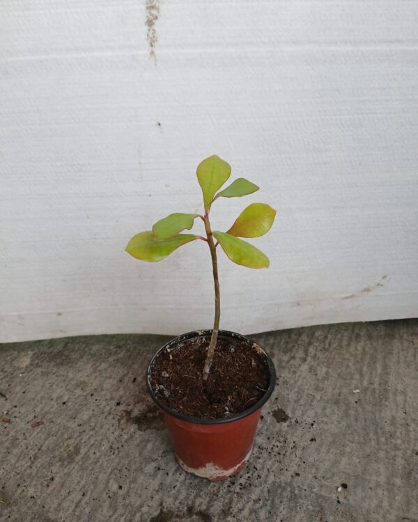 Euphorbia umbellata