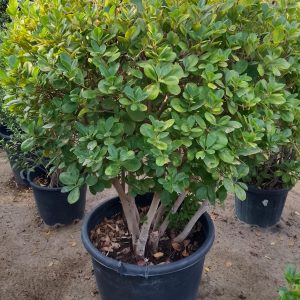 Ficus Panda