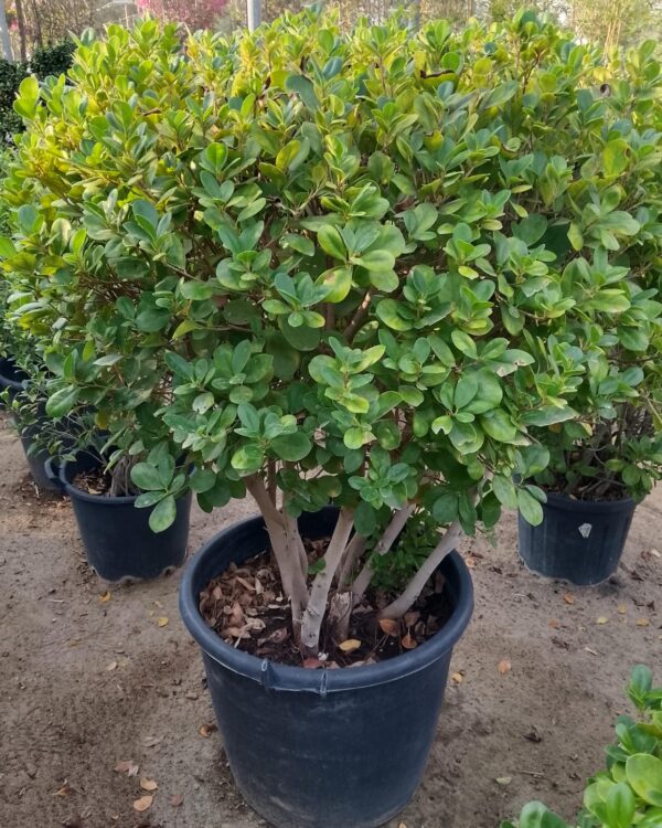 Ficus Panda