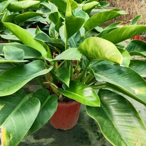 Philodendron congo