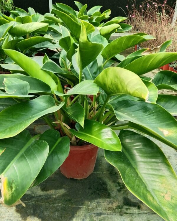 Philodendron congo