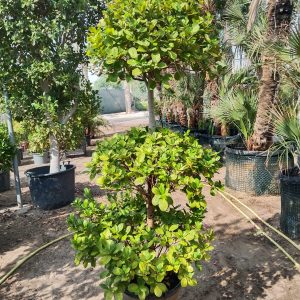 Ficus Panda
