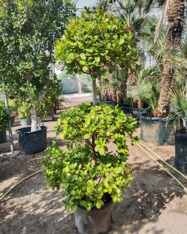 Ficus Panda