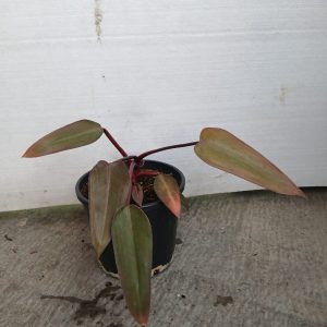 Philodendron erubescens "imperial red"