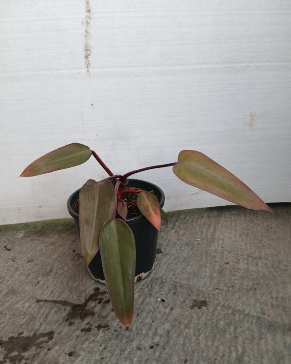 Philodendron erubescens "imperial red"
