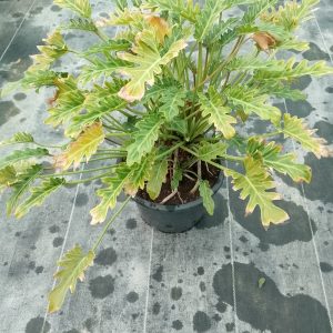 Philodendron xanadu