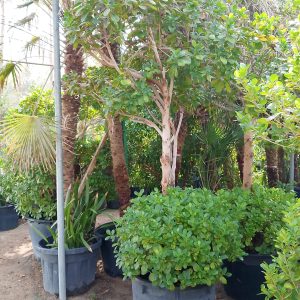 Ficus Panda