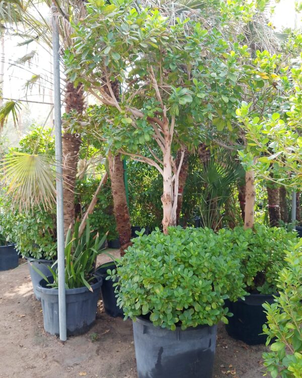 Ficus Panda
