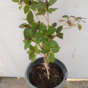 Pseuderanthemum carruthersii