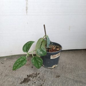 Scindapsus pictus