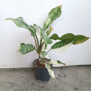Aglaonema communtatum