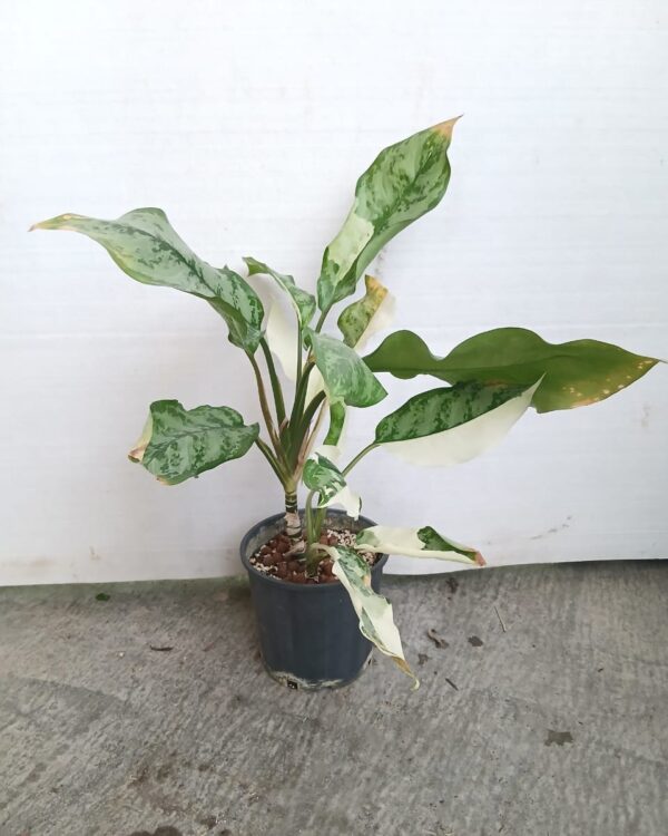 Aglaonema communtatum