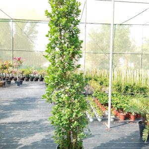 Ficus Panda