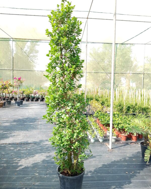 Ficus Panda