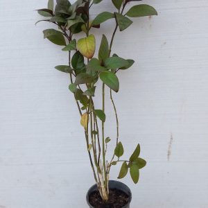 Pseuderanthemum carruthersii